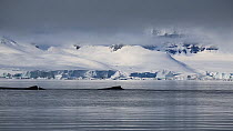 Two Humpback whales (Megaptera novaeanglia) surfacing, with snow covered landscape in the background, Antarctic Peninsula, 2017.