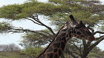 Tilt shot up a Giraffe (Giraffa camelopardalis) with a Yellow billed oxpecker (Buphagus africanus) perched on its back, Serengeti National Park, Tanzania.