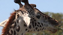 Close-up of a Giraffe (Giraffa camelopardalis) grazing, with a Yellow-billed oxpecker (Buphagus africanus) feeding on its head, Serengeti National Park, Tanzania.