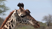 Yellow billed oxpecker (Buphagus africanus) removing parasites from a Giraffe (Giraffa camelopardalis), giraffe shakes and oxpecker takes off, Serengeti National Park, Tanzania.