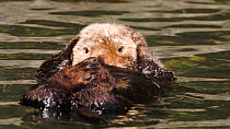 Close-up of a Northern sea otter (Enhydra lutris kenyoni) sleeping, wakes up and rubs head, grooming, Kachemak Bay, Alaska, USA.