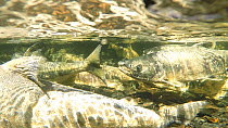 Close-up shot of a sick Pacific salmon (Salmonidae) migrating upstream, exhausted due to low water levels in the river, Prince William Sound, Alaska, USA.