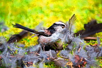 Long-tailed tit (Aegithalos caudatus) gathering feathers for nest. May.