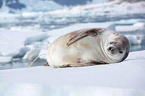 Crabeater seal (Lobodon carcinophaga) urinating on ice with one eye shut. Antarctica. February 2019.