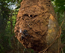 Wallace's giant bee (Megachile pluto) and nest on tree trunk. North Moluccas, Indonesia.T his is the only photo that is known to exist of this species (the world's largest bee) in the wild, in situ, a...