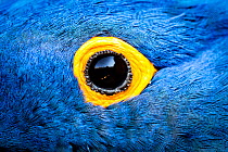 Hyacinth macaw (Anodorhynchus hyacinthinus), close up of eye. Bioparc Doue-la-Fontaine, France. Native to Brazil. Captive.
