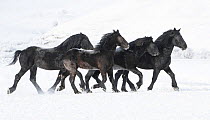 Percheron draft horse, four trotting through snow. February.