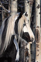 American quarter horse standing in forest, portrait. Alberta, Canada. February.