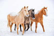 American quarter horse, three standing in snow. Alberta, Canada. February.