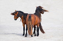 Sable Island horse, two stallions standing on beach, on windy day. Sable Island, Nova Scotia, Canada. August.