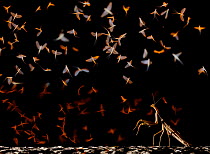 European mantis (Mantis religiosa) hunting swarming Pale burrower mayfly (Ephoron virgo), mayflies recently hatched. Tudela, La Ribera de Navarra, Navarre, Spain. August.