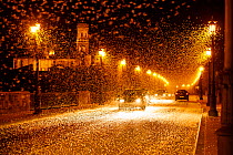 Pale burrower mayfly (Ephoron virgo), swarming in the millions on street at night, appearing like snow. Mayflies recently hatched. Tudela, La Ribera de Navarra, Navarre, Spain. August 2019. Finalist i...