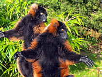 Red-ruffed lemur (Varecia rubra), two sunbathing. Captive.