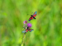 Five-spot burnet moth (Zygaena trifolii) two flying and nectaring on Thistle (Cirsium sp). Beeston Common, Norfolk, England, UK. July.