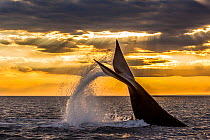 Southern right whale (Eubalaena australis) diving, with tail fluke splash. Monumento Natural Ballena Franca Austral, UNESCO World Heritage Site, Valdes Peninsula, Patagonia, Argentina.