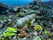 Plastic water bottle embedded in Coral reef. Ransiwor Island, Raja Ampast, Indonesia.