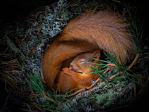 Red squirrel (Sciurus vulgaris), two curled up asleep in drey inside nest box. Nest of lichen and Pine needles. Highlands, Scotland, UK. Medium repro only.