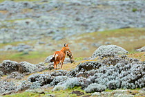 Ethiopian Wolf (Canis simensis) catching a big-headed African mole-rat (Tachyoryctes macrocephalus) in the Sanetti Plateau, Bale Mountains National Park, Oromia, Ethiopia.