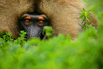 Gelada Baboon (Theropithecus gelada) male lying in a forest glade at around 3,000 metres of altitude, Simien Mountains National Park, Amhara, Ethiopia.