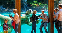 Visitors taking selfies with smartphones with Polar bear (Ursus maritimus) swimming in background. Zoo de la Fleche, Sarthe, Pays de la Loire, France. 2019