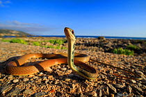 Dahl&#39;s whip snake (Platyceps najadum) with head up, ready to strike. Kardamyli, Peloponnese, Greece. August.
