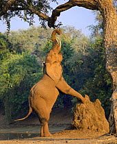 Elephant (Loxodonta africana) reaching up on back legs to feed on tree, front legs on termite mound. Mana Pools National Park, Zimbabwe.