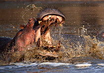 Hippopotamus (Hippopotamus amphibius), aggressive with mouth open, in water. Mana Pools National Park, Zimbabwe.