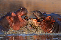 Hippopotamus (Hippopotamus amphibius), two fighting in water. Mana Pools National Park, Zimbabwe.