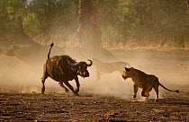 African buffalo (Syncerus caffer) challenging Lion (Panthera leo). Mana Pools National Park, Zimbabwe.
