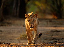 Lion (Panthera leo) young male walking. Mana Pools National Park, Zimbabwe.