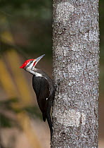 Pileated woodpecker (Dryocopus pileatus) feeding, on tree trunk. Acadia National Park, Maine, USA. February.