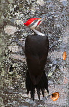 Pileated woodpecker (Dryocopus pileatus) feeding, on lichen covered tree trunk. Acadia National Park, Maine, USA. February.