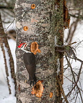 Pileated woodpecker (Dryocopus pileatus) feeding, on tree trunk. Acadia National Park, Maine, USA. March.