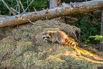 Raccoon (Procyon lotor) in morning light, in woodland. Acadia National Park, Maine, USA. April.