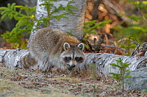 Raccoon (Procyon lotor) foraging in woodland. Acadia National Park, Maine, USA. April.