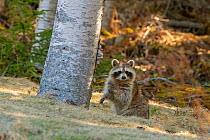 Raccoon (Procyon lotor) sitting in woodland, looking at camera. Acadia National Park, Maine, USA. April.