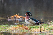 Wood duck (Aix sponsa) male in breeding plumage at water&#39;s edge, in rain. Acadia National Park, Maine, USA. April.
