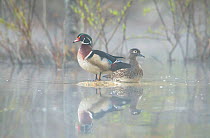 Wood duck (Aix sponsa) pair resting on rocks in pond. Acadia National Park, Maine, USA. May.
