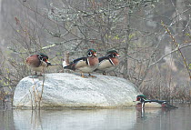 Wood duck (Aix sponsa), four males in breeding plumage on rock and swimming on water. Acadia National Park, Maine, USA. May.