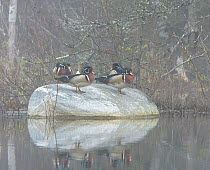 Wood duck (Aix sponsa), four males in breeding plumage on rock in water. Acadia National Park, Maine, USA. May.