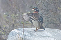 Wood duck (Aix sponsa) male in breeding plumage stretching wings, standing on rock. Acadia National Park, Maine, USA. May.
