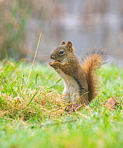 American red squirrel (Tamiasciurus hudsonicus) feeding in meadow. Acadia National Park, Maine, USA. May.