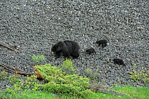 Black bear (Ursus americanus) female and cubs on rocky slope. Yellowstone National Park, Wyoming, USA. May.