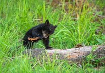 Black bear (Ursus americanus) cub playing with bark, on tree trunk. Yellowstone National Park, Wyoming, USA. May.