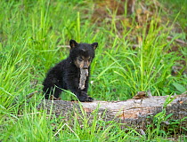 Black bear (Ursus americanus) cub playing with bark, on tree trunk. Yellowstone National Park, Wyoming, USA. May.