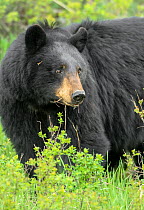 Black bear (Ursus americanus) feeding on shrubs, portrait. Yellowstone National Park, Wyoming, USA. May.