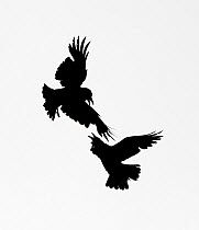 Raven (Corvus corax), two fighting in mid-air. Yellowstone National Park, Wyoming, USA. June.