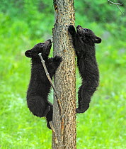 Black bear (Ursus americanus), two cubs playing, climbing up tree trunk. Yellowstone National Park, Wyoming, USA. June.