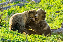 Grizzly bear (Ursus arctos horribilis) female and sub-adult cub play fighting. Yellowstone National Park, Wyoming, USA. June.