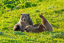 Grizzly bear (Ursus arctos horribilis) female with sub-adult cub rolling on back, in grassland. Yellowstone National Park, Wyoming, USA. June.